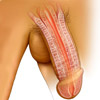 Penis image