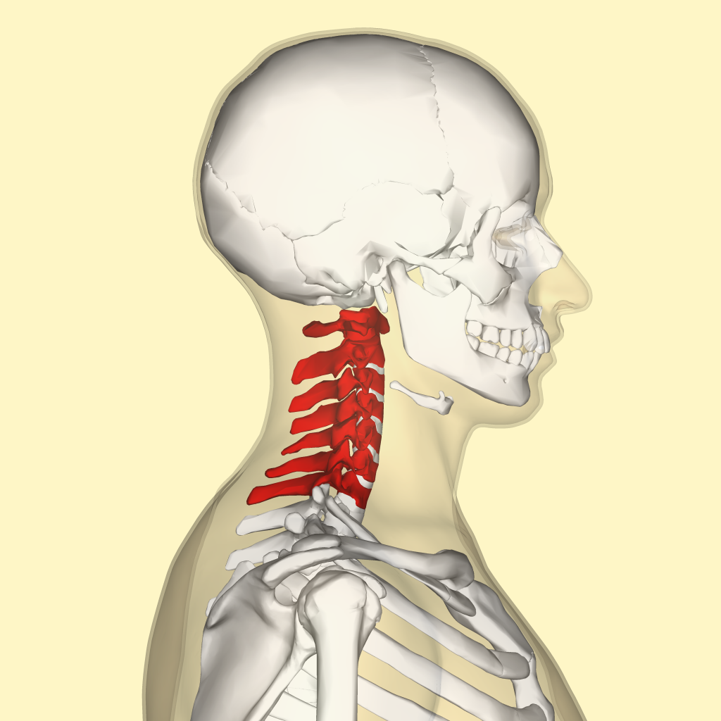 Cervical Spine X-Ray