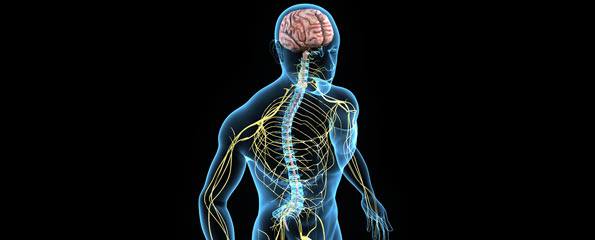 Central nervous system (CNS) anatomy