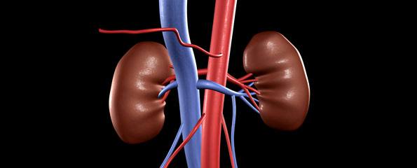 Kidney disease: Chronic renal failure