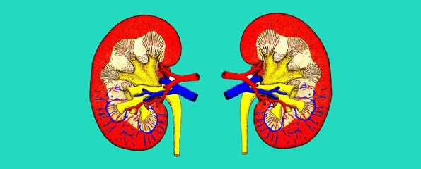 Amyloid nephropathy (amyloidosis kidney disease)