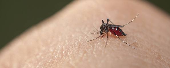 How do we halt the spread of Zika virus?
