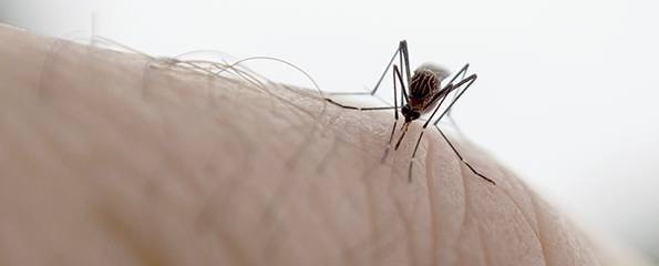 Major breakthrough in quest for new malaria drugs