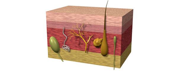 Skin moles (benign pigmented lesions, benign melanocytic lesions, melanocytic naevi, nevocytic naevi)