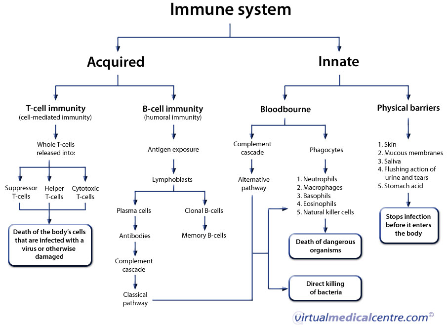 Immune System Concept Map   Immune System Large 