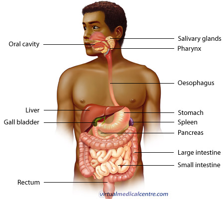 human intestines diagram