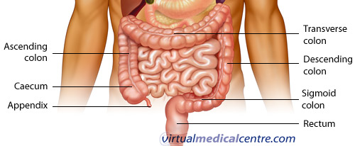 The large intestine