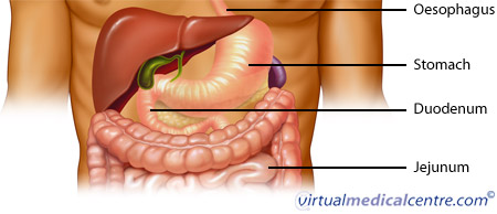 Anatomy of the gastrointestinal system