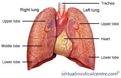 Anatomy of the lungs