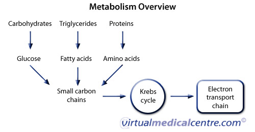 Overview of metabolism