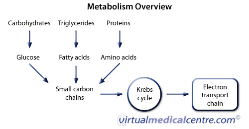 Carbohydrate metabolism and energy balance