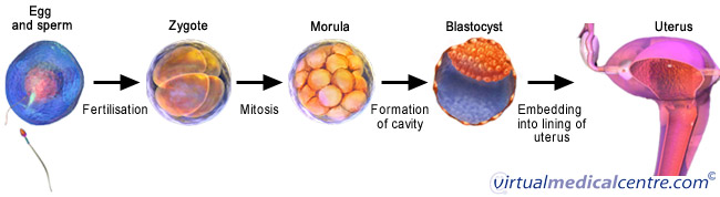 From fertilisation to implantation