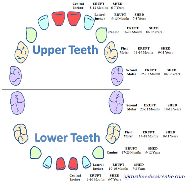 Primary teeth: eruption and shedding