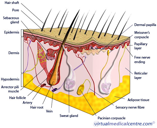 Anatomy of the skin picture