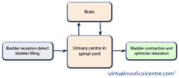 Figure 1: Simplified illustration of connections between the bladder, spinal cord and brain