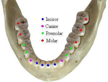 Anatomy & Physiology of Teeth