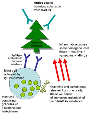 Mast cells respond to a harmless substance