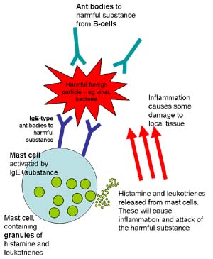 Mast cells respond to a harmful substance