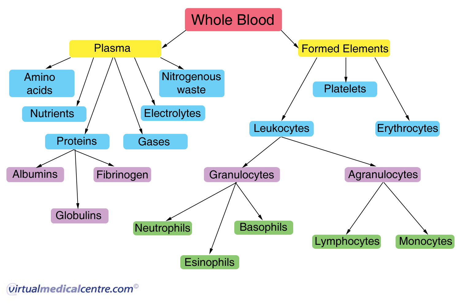 Blood Plasma Components and Function