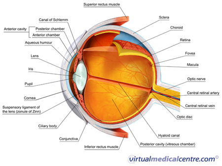 Anatomy of the eye: Click to see larger image