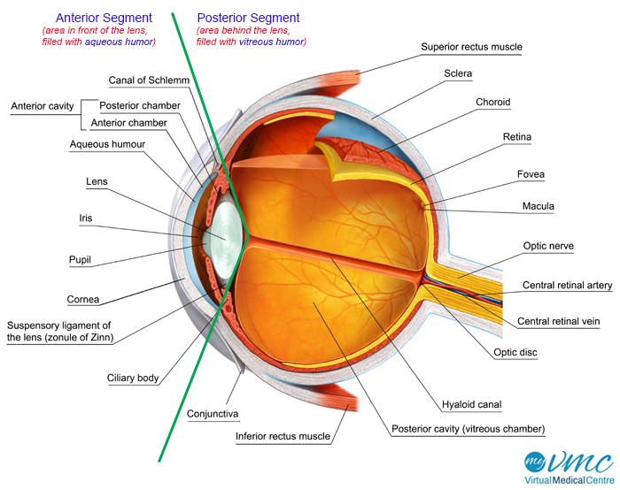 the junction line between the sclera and cornea is