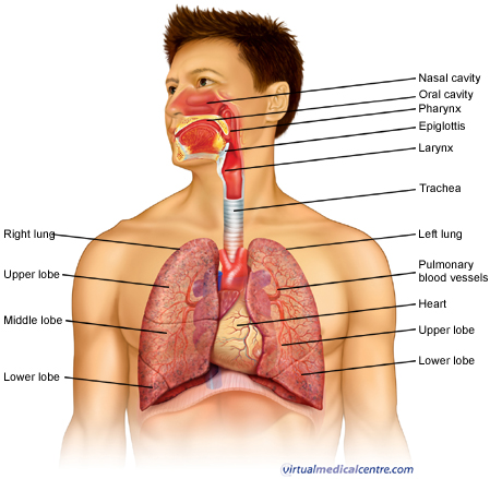 Anatomy of the respiratory system image