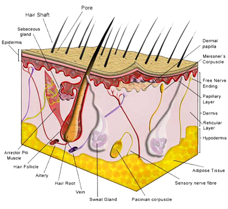 Anatomy of the skin