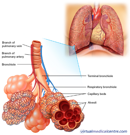 Anatomy of the respiratory system image: Bronchioles and alveoli