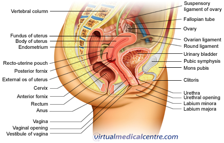 Anatomy of the female reproductive system picture