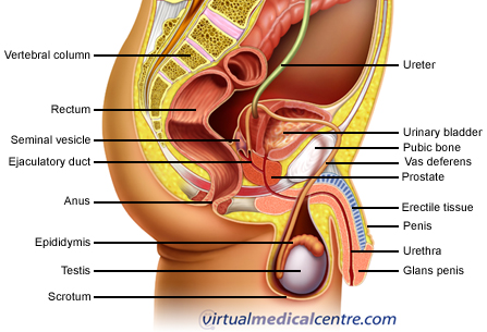 Anatomy of the male urogenital system