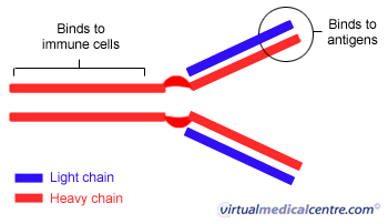 Immunoglobulin