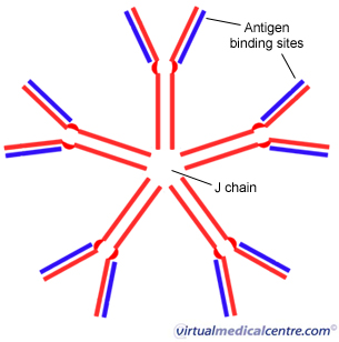 Immunoglobulin M