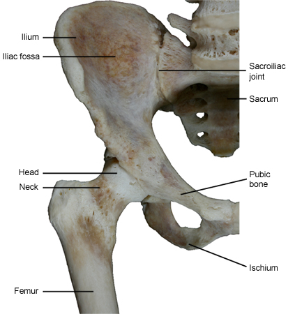 Hip joint