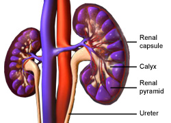 Nephrectomy