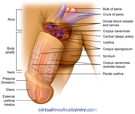 Anatomy of the penis