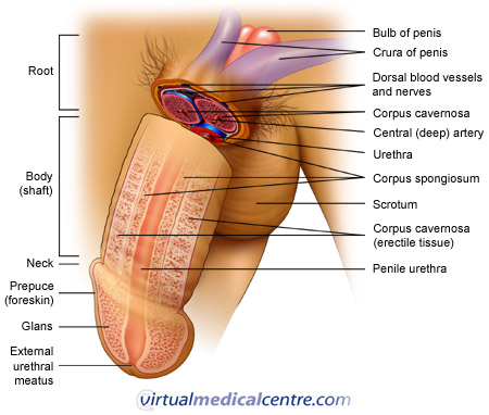 how to increase erectile tissue