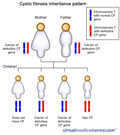 Cystic fibrosis inheritance patterns