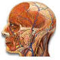 Meningitis - Eosinophilic meningitis