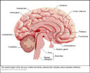 Medulloblastoma / Primitive Neuroectodermal tumour (PNET)