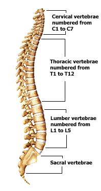 Back pain picture