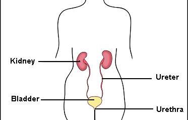 Urinary Tract Infection (UTI)