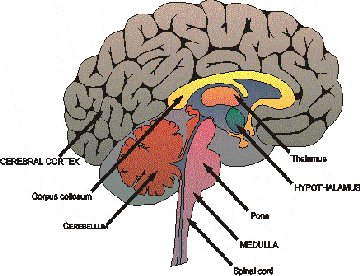 Primitive neuroectodermal tumour of the brain (PNET)