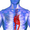 Cardiovasular system image