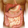 Anatomy of the gastrointestinal system