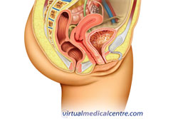Female urogenital system