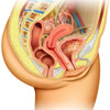 Female urogenital system picture