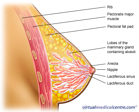 Anatomy of the breast