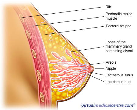 breast label 2 Diagram