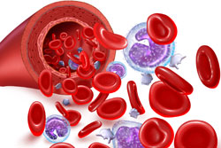 Chocolate and endothelial function