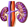 Renal system picture